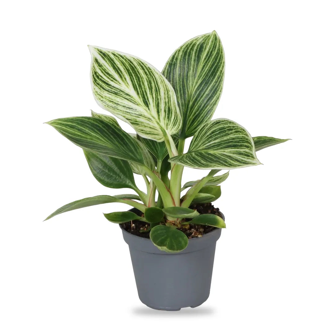 Philodendron White Measure Jungpflanze im grauen 6-cm-Anzuchttopf, freigestellt