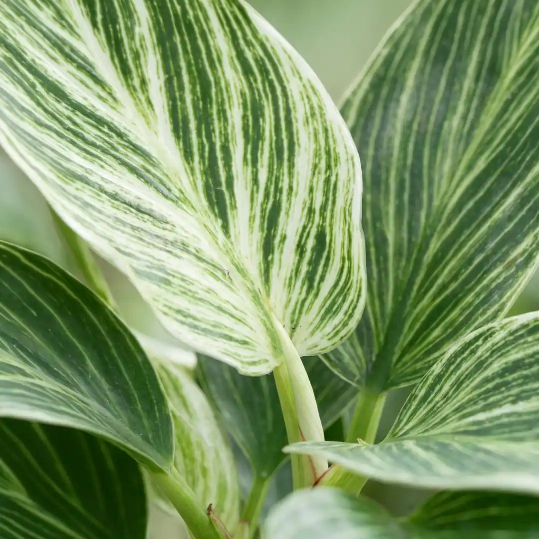 Nahaufnahme der dunkelgrünen Blätter des Philodendron White Measure mit cremeweißen Nadelstreifen