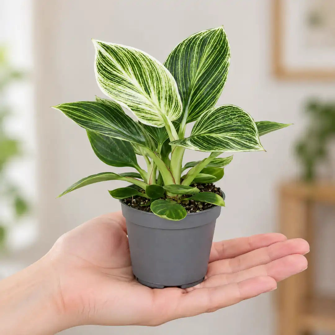 Philodendron White Measure im 6-cm-Anzuchttopf auf einer Handfläche als Größenvergleich
