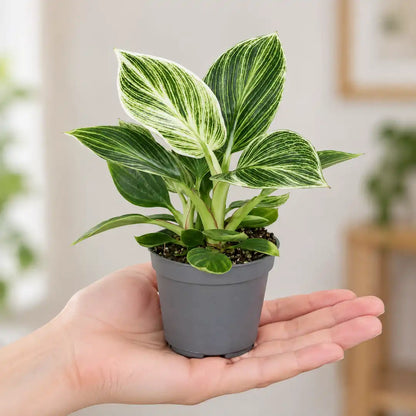 Philodendron White Measure im 6-cm-Anzuchttopf auf einer Handfläche als Größenvergleich