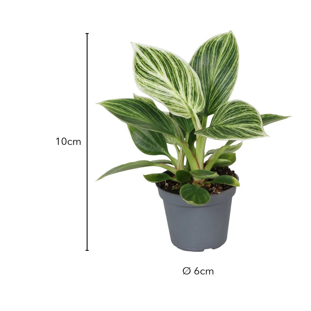 Größe Philodendron White Measure: 10cm, Topf Ø 6cm