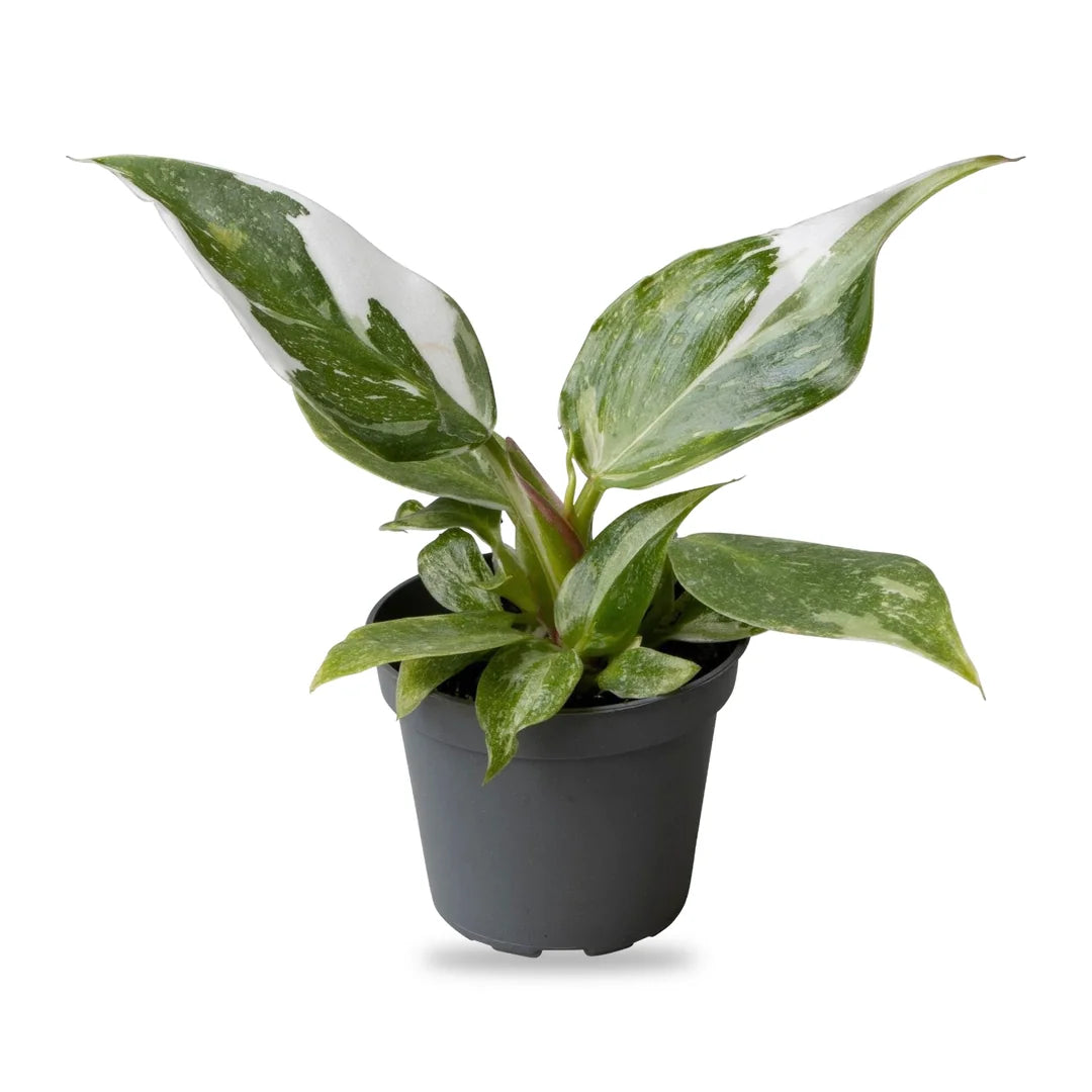 Philodendron White Princess Jungpflanze im grauen 6-cm-Anzuchttopf, freigestellt