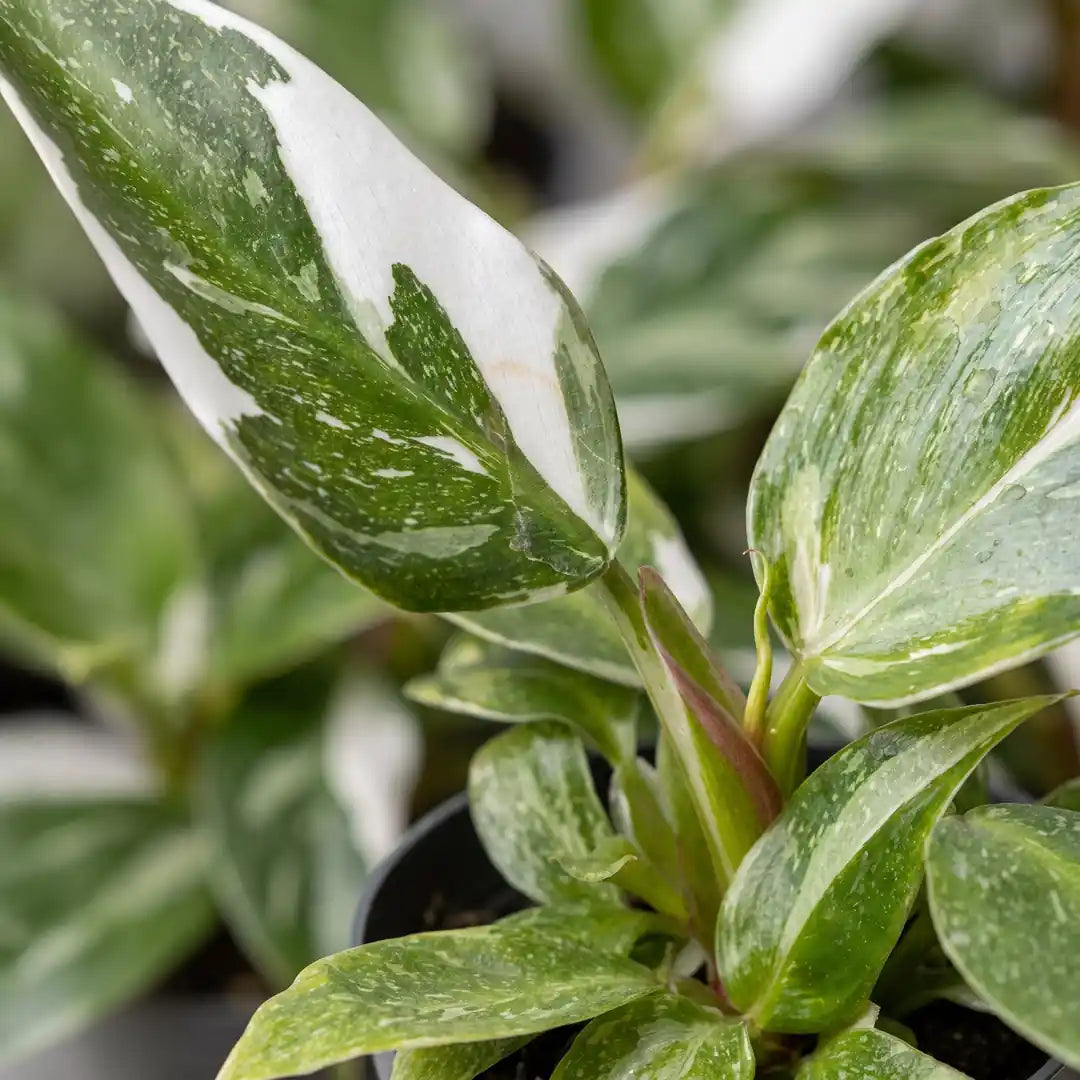 Nahaufnahme der grün-weiß panaschierten Blätter des Philodendron White Princess