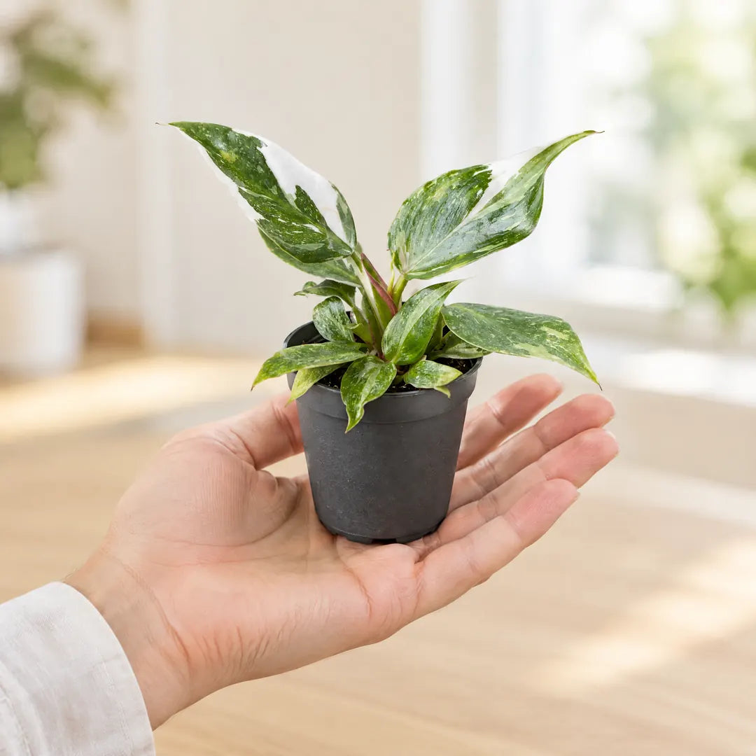 Philodendron White Princess im 6-cm-Anzuchttopf auf einer Handfläche als Größenvergleich