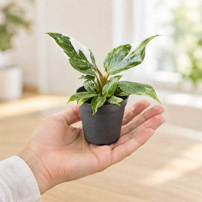 Philodendron White Princess im 6-cm-Anzuchttopf auf einer Handfläche als Größenvergleich