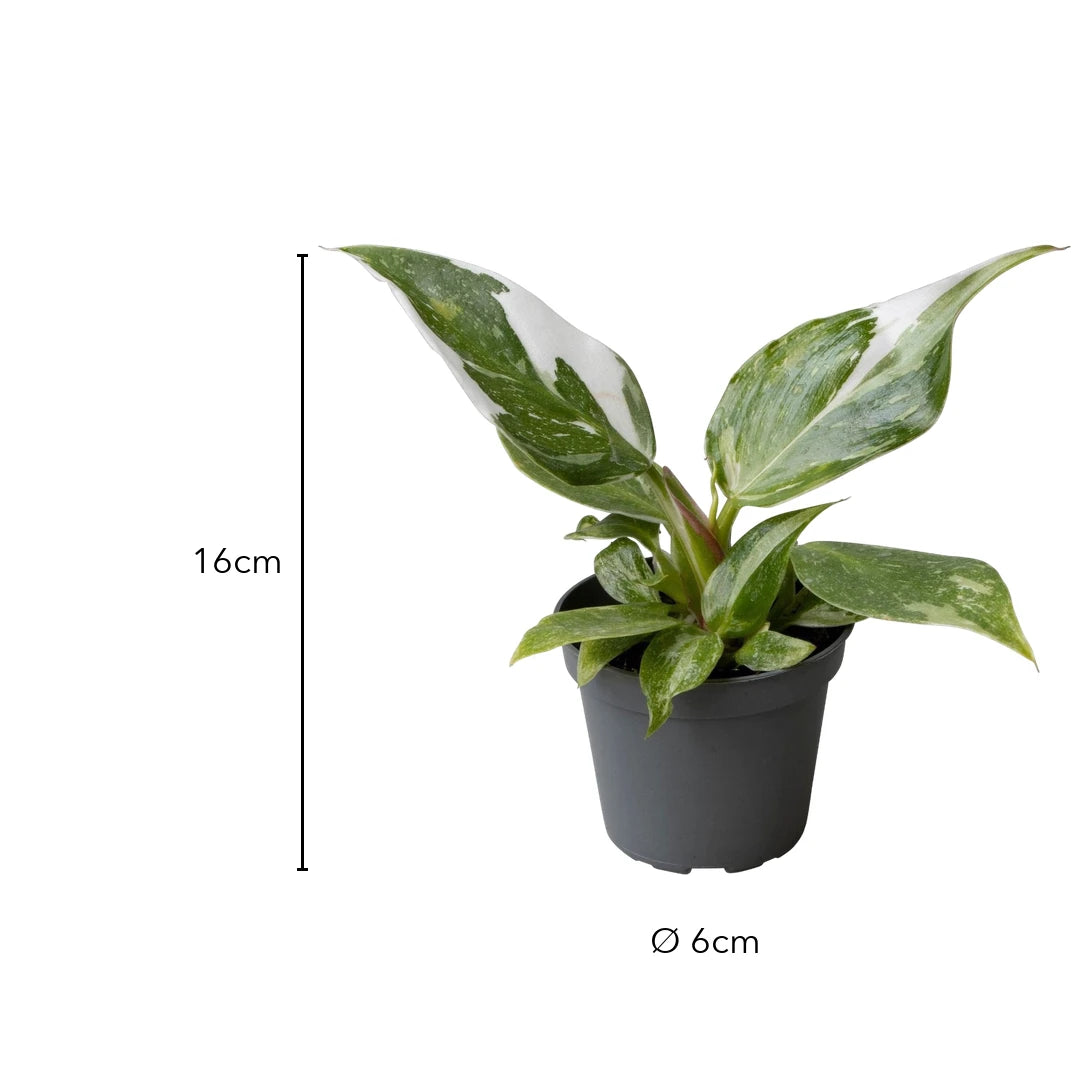 Größe Philodendron White Princess: 16cm, Topf Ø 6cm