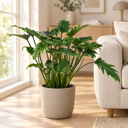 Philodendron Xanadu mit tief gelappten Blättern im beigen Übertopf neben einem hellen Sofa