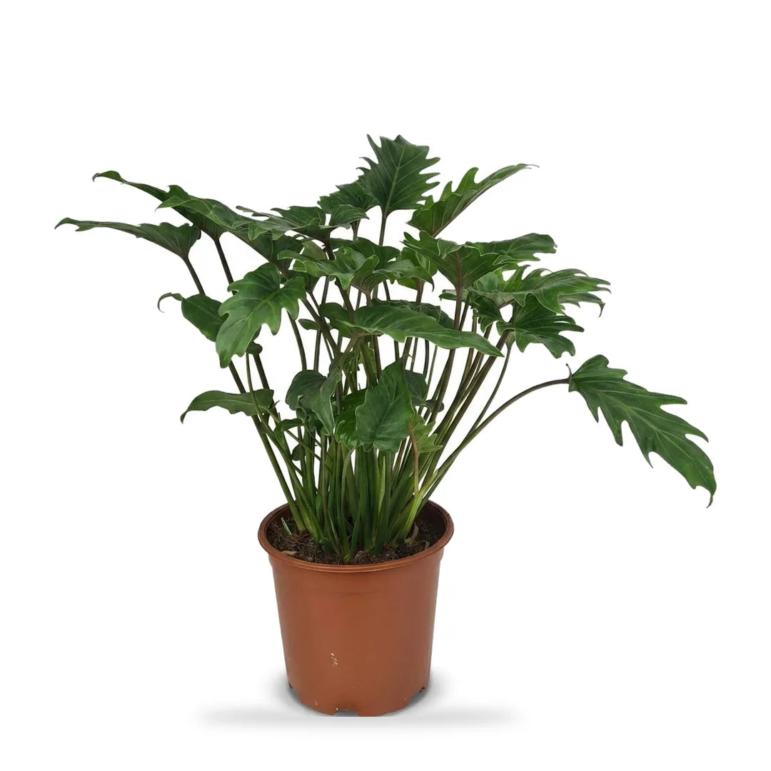 Philodendron Xanadu im Ø-19-cm-Kulturtopf im Lieferzustand, ca. 60 cm hoch