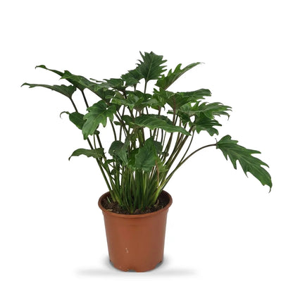 Philodendron Xanadu im Ø-19-cm-Kulturtopf im Lieferzustand, ca. 60 cm hoch