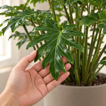 Hand stützt ein gelapptes Blatt des Thaumatophyllum xanadu