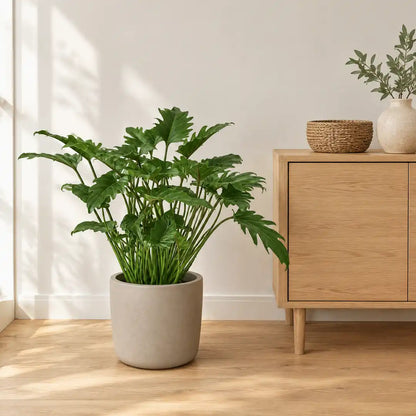 Philodendron Xanadu im greigen Übertopf neben einem Sideboard als Größenvergleich