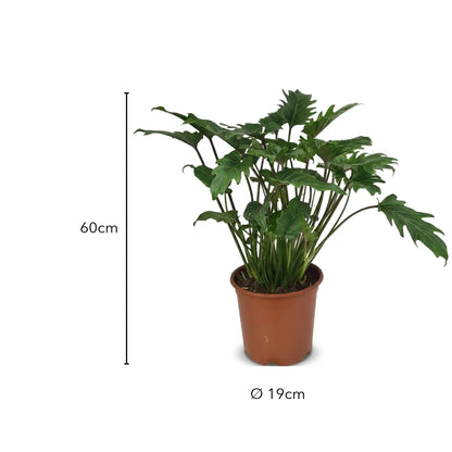 Größe Philodendron Xanadu: 60 cm, Topf Ø 19 cm