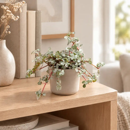 Pilea Glauca Greyzy mit silbergrauen Blättern im beigen Übertopf auf einem Holzregal im hellen Wohnzimmer