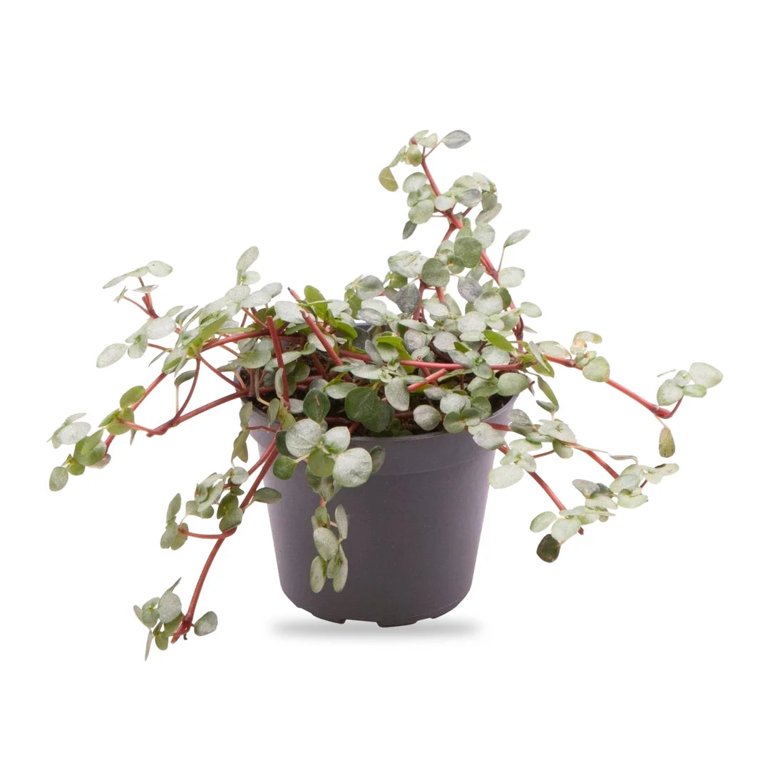 Pilea Glauca Greyzy Jungpflanze im grauen 6-cm-Kulturtopf, freigestellt