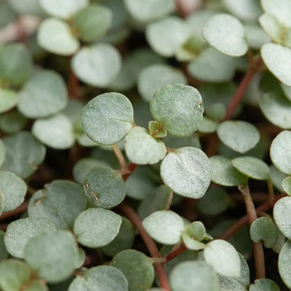 Nahaufnahme der kleinen runden, silbergrau bereiften Blätter der Pilea glauca an roten Trieben