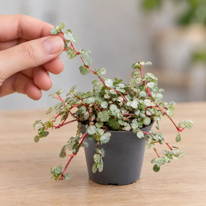 Hand hebt einen roten Trieb der Pilea Glauca Greyzy mit silbernen Blättchen an
