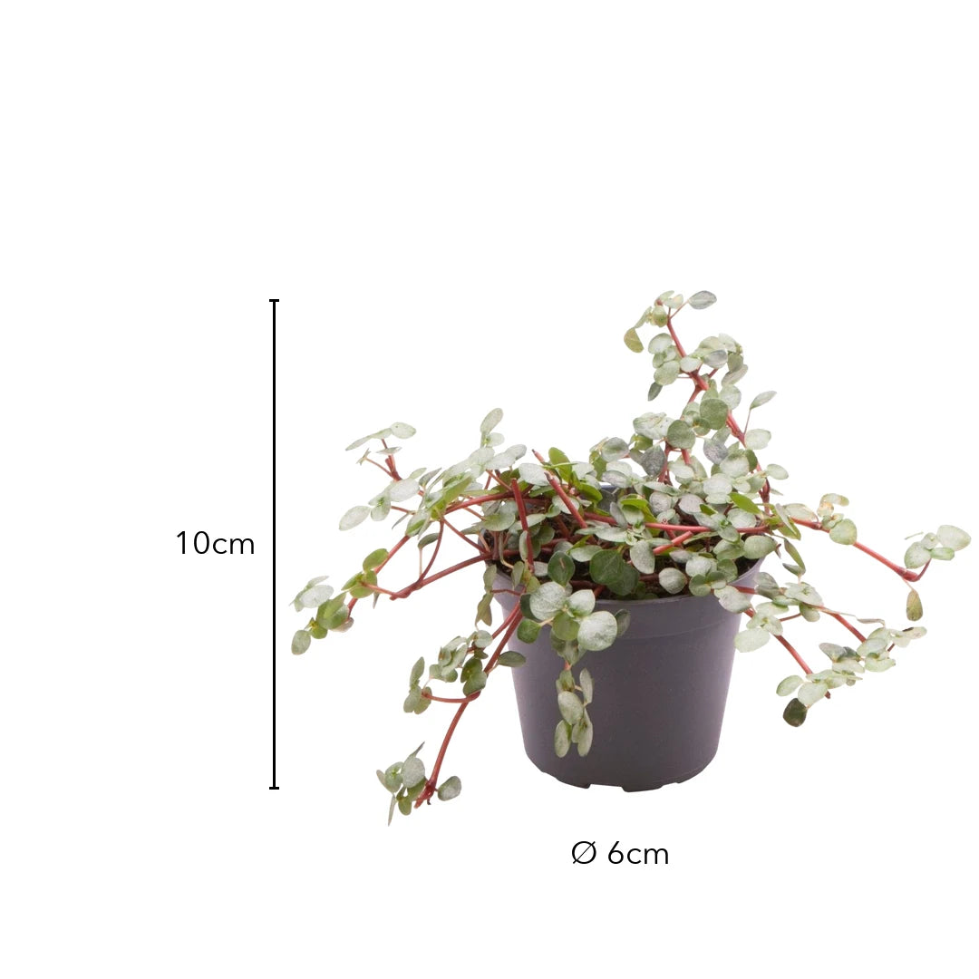 Größe Pilea Glauca Greyzy: 10cm, Topf Ø 6cm