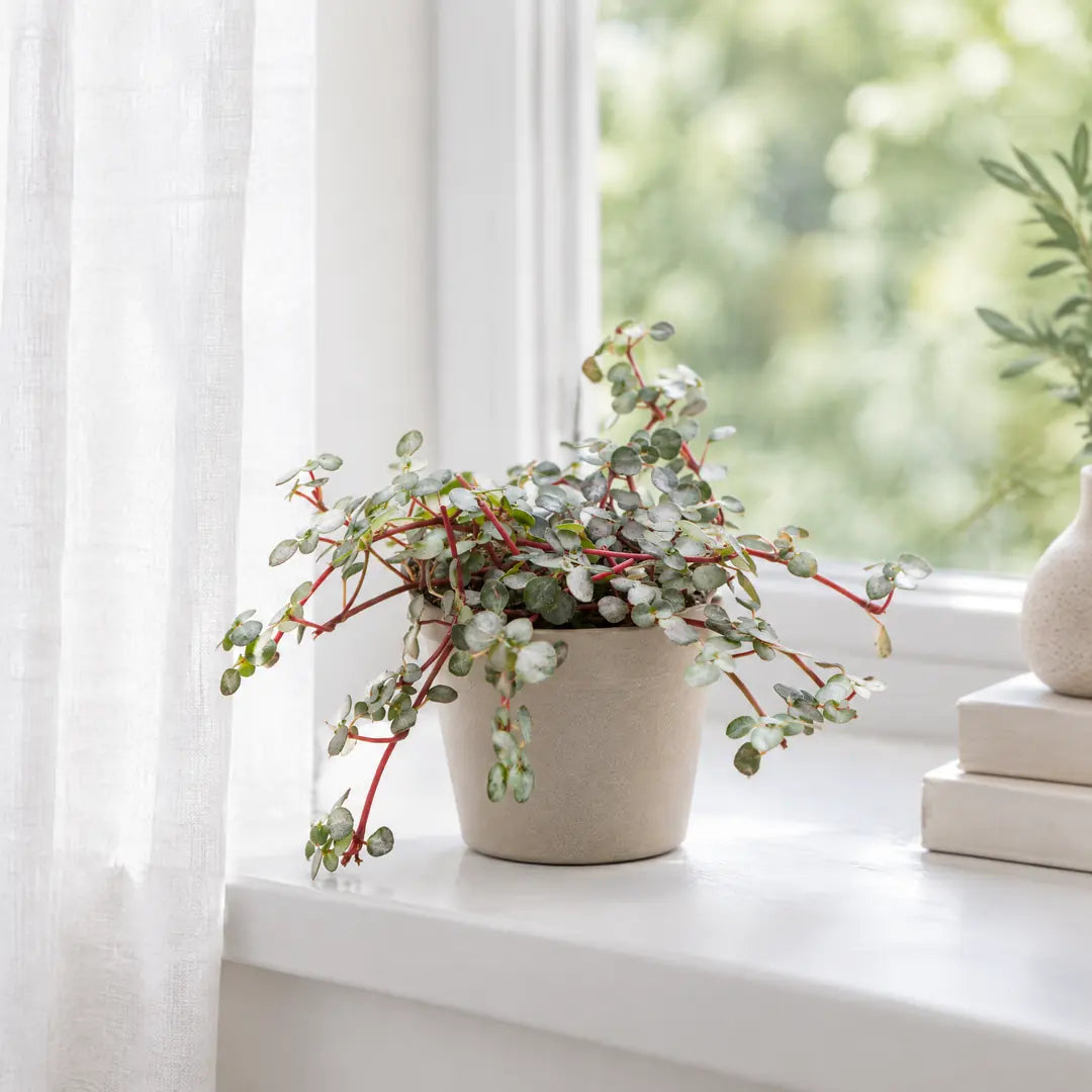 Pilea Glauca Greyzy im beigen Übertopf auf einer hellen Fensterbank hinter einer Leinengardine