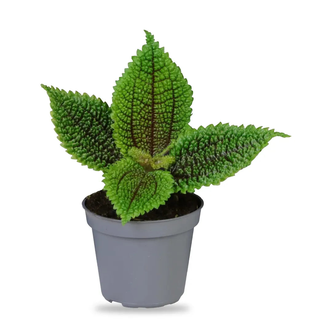 Pilea Moon Valley Jungpflanze im grauen 6-cm-Anzuchttopf, freigestellt