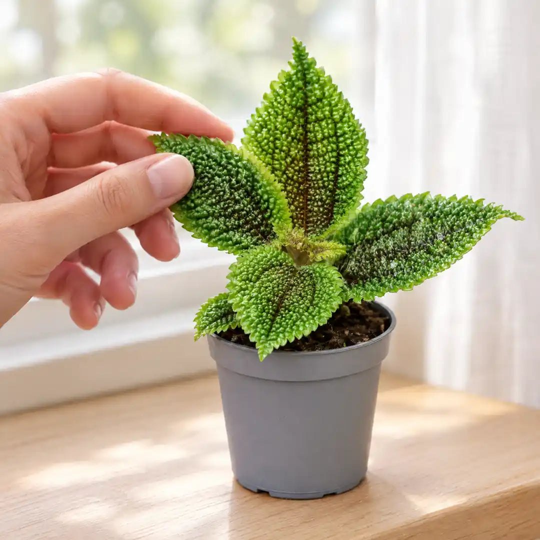 Hand prüft ein gestepptes Blatt der Pilea Moon Valley auf der Fensterbank