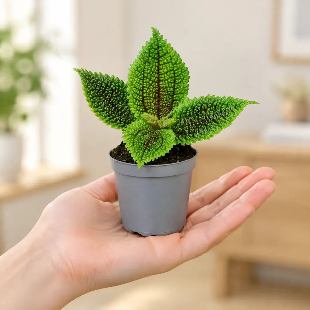 Pilea Moon Valley im 6-cm-Anzuchttopf auf einer Handfläche als Größenvergleich