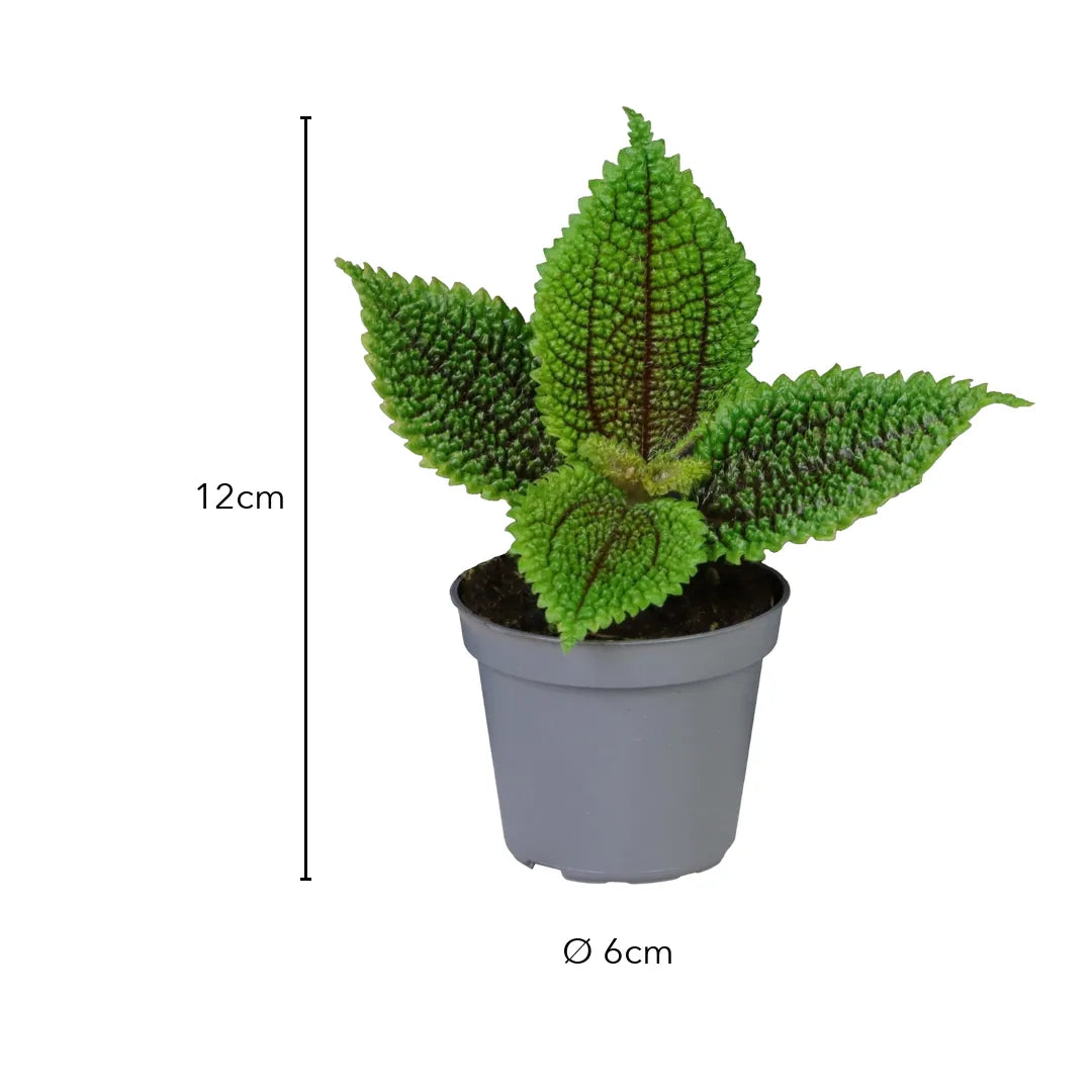 Größe Pilea Moon Valley: 12cm, Topf Ø 6cm