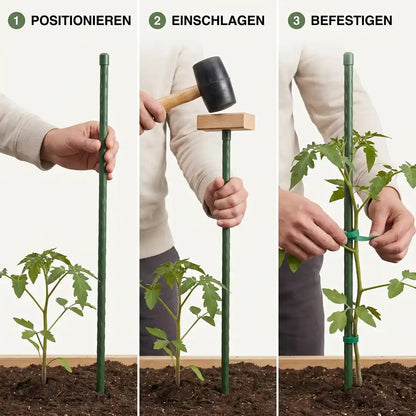 Pflanzstab Anwendung in drei Schritten: Positionieren, Einschlagen, Befestigen