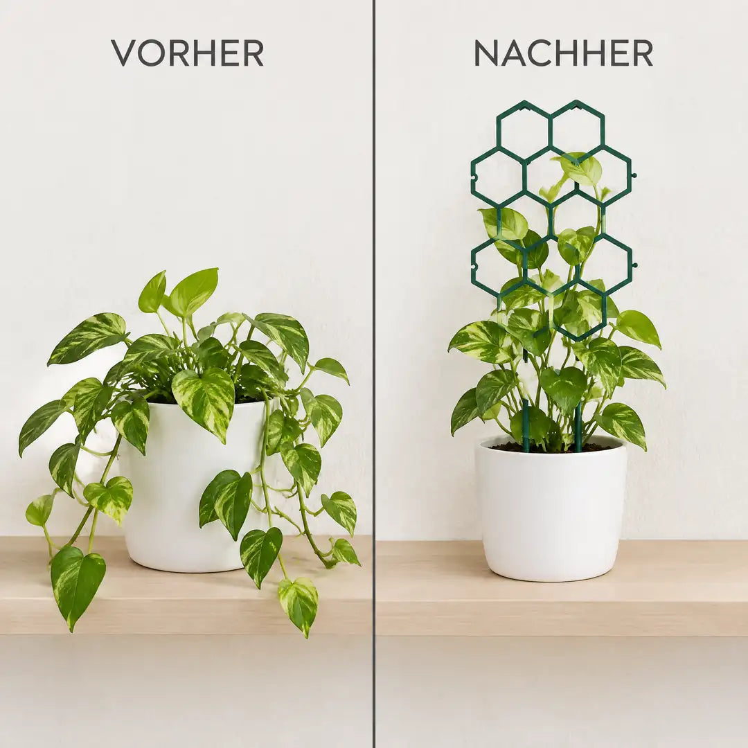 Efeutute vorher hängend, nachher aufrecht am Rankgitter