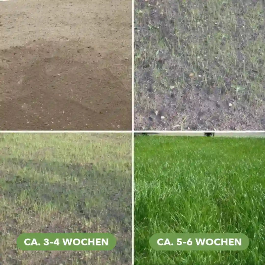 Rasenwachstum mit der Rasenmatte nach ca. 3–4 und ca. 5–6 Wochen