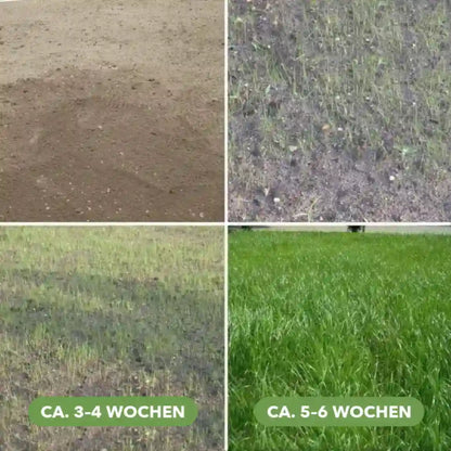 Rasenwachstum mit der Rasenmatte nach ca. 3–4 und ca. 5–6 Wochen