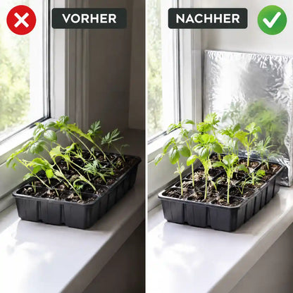 Sämlinge vorher schief zum Fenster, nachher mit Reflektorfolie dahinter