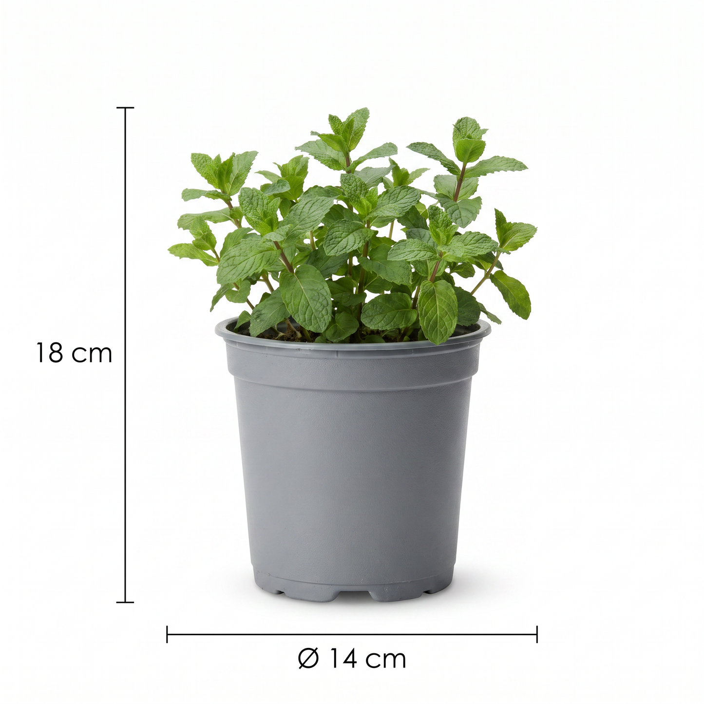Kräutertopf mit Maßangabe Höhe 18 cm und Durchmesser 14 cm