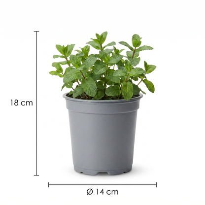 Kräutertopf mit Maßangabe Höhe 18 cm und Durchmesser 14 cm
