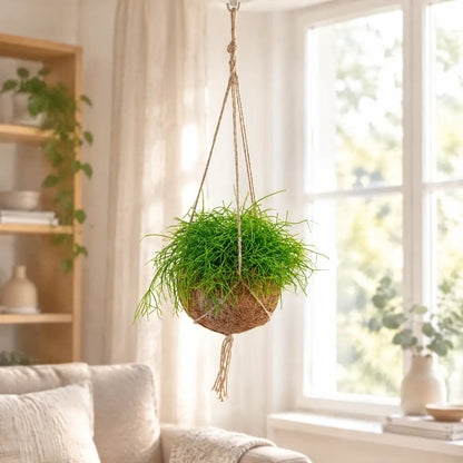 Rhipsalis Kokedama hängt vor einem hellen Fenster im Wohnzimmer