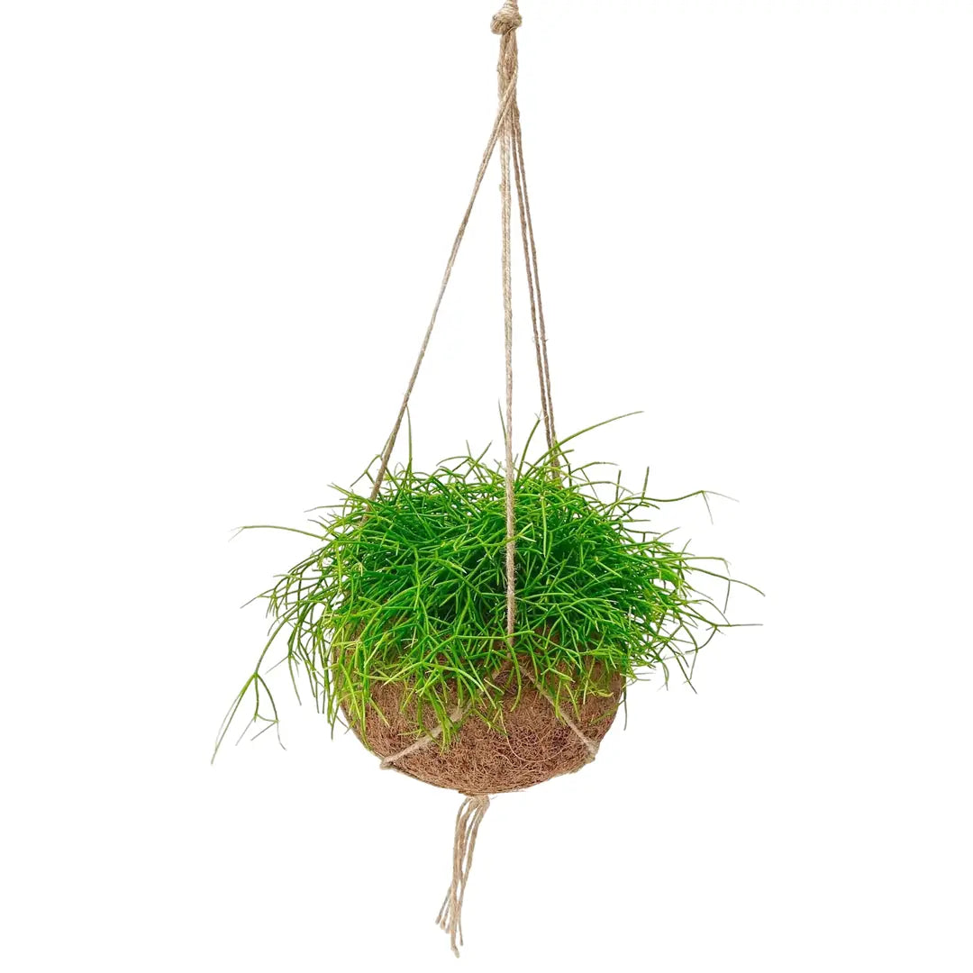 Rhipsalis baccifera 'Oasis' in der Kokosfaser-Kugel mit Jutekordel im Lieferzustand