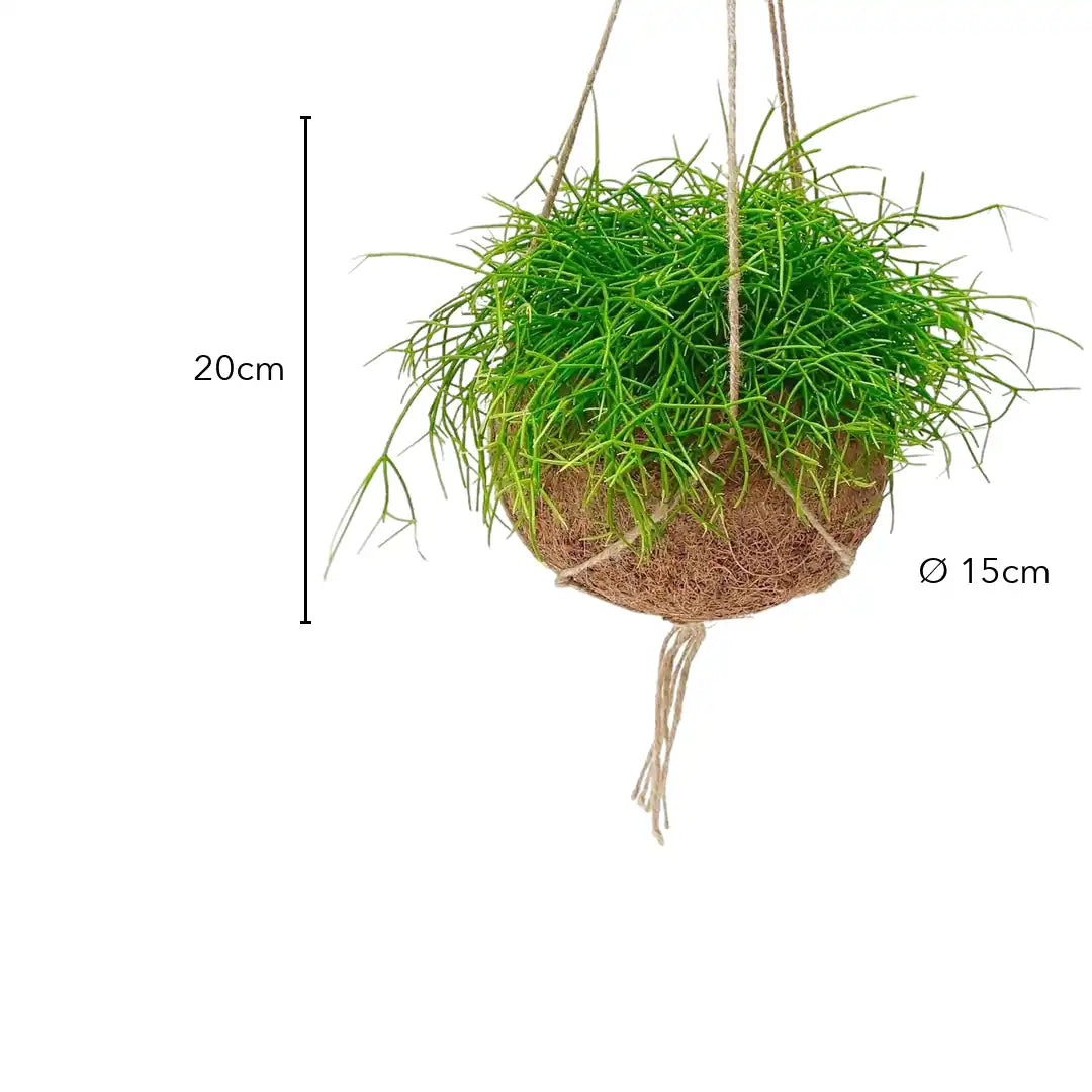 Größe Rhipsalis Kokedama: 20 cm, Kugel Ø 15 cm