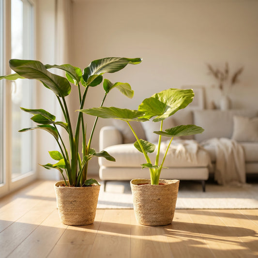 Strelitzia Nicolai und Alocasia Macrorrhiza als Zimmerpflanzen-Set in Naturfaserkörben im hellen Wohnzimmer