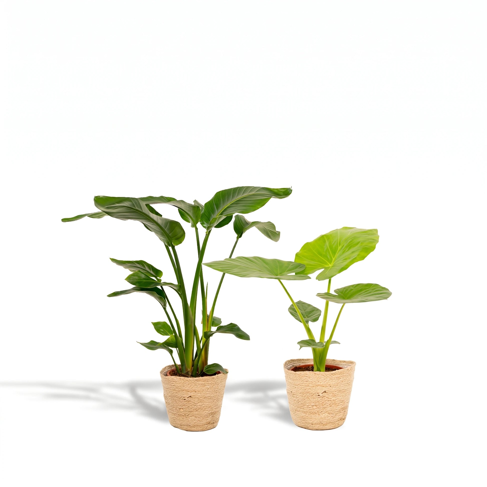 Strelitzia Nicolai und Alocasia Macrorrhiza im Naturfaserkorb Selin – Lieferzustand des Pflanzen-Sets