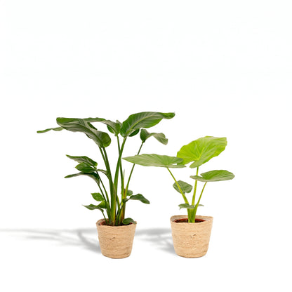 Strelitzia Nicolai und Alocasia Macrorrhiza im Naturfaserkorb Selin – Lieferzustand des Pflanzen-Sets
