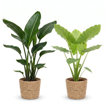 Strelitzia Nicolai und Alocasia Macrorrhiza im Naturfaserkorb Selin – Lieferzustand des Pflanzen-Sets