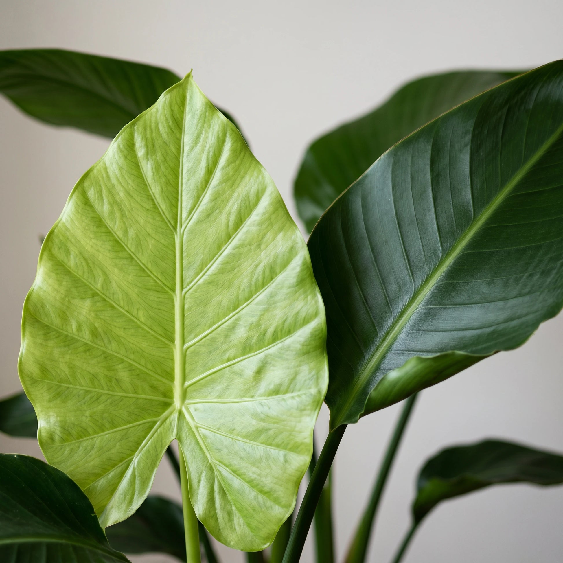 Blätter von Alocasia Macrorrhiza und Strelitzia Nicolai in Nahaufnahme
