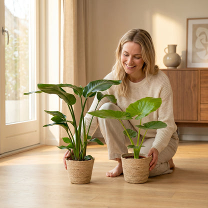 Frau arrangiert das Strelitzia- und Alocasia-Set im hellen Wohnraum