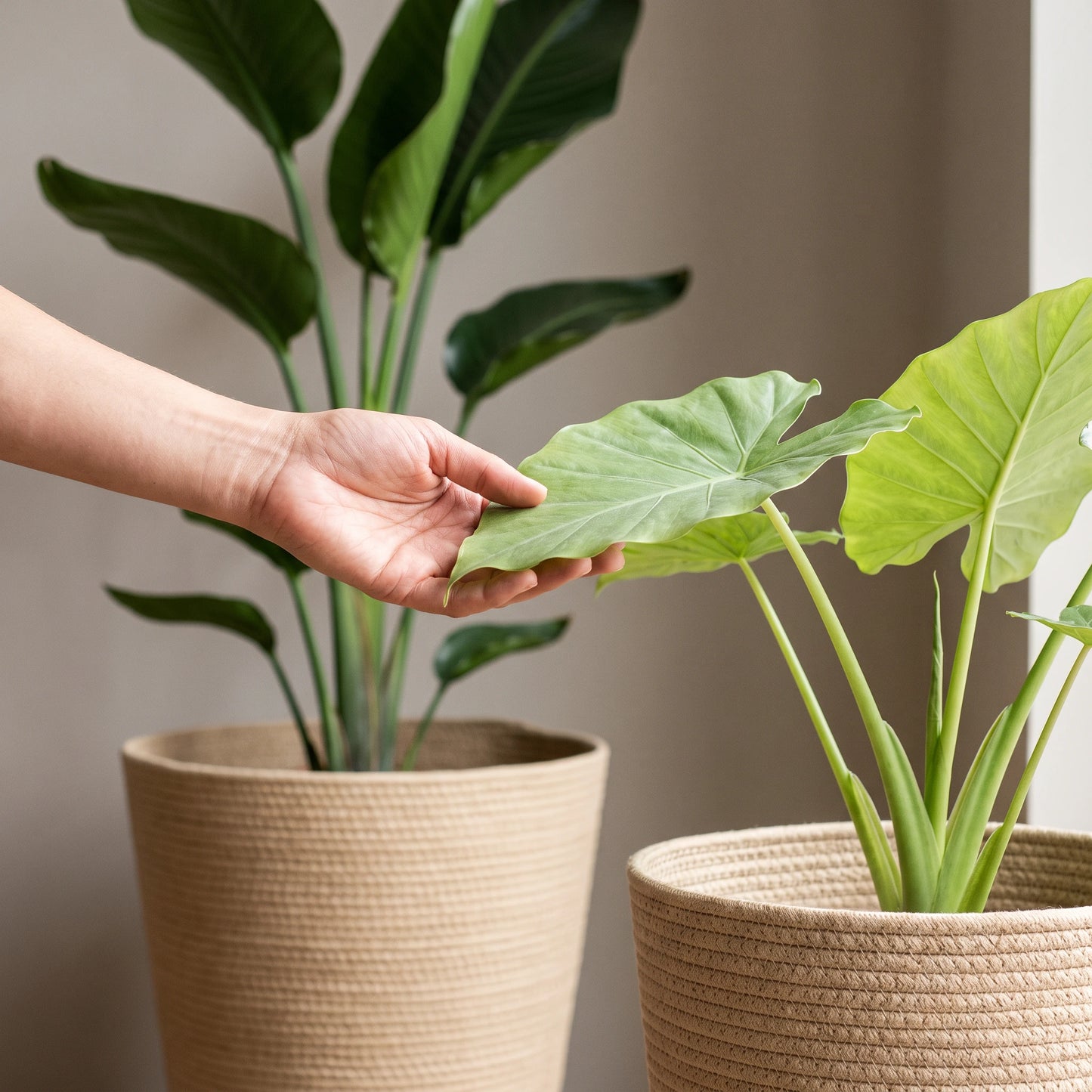 Hand berührt ein Blatt der Alocasia Macrorrhiza neben der Strelitzia Nicolai