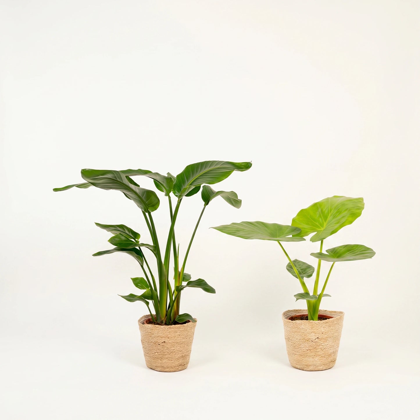 Strelitzia Nicolai 85 cm und Alocasia Macrorrhiza 70 cm im Größenvergleich in Naturfaserkörben