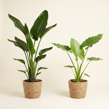 Strelitzia Nicolai 85 cm und Alocasia Macrorrhiza 70 cm im Größenvergleich in Naturfaserkörben