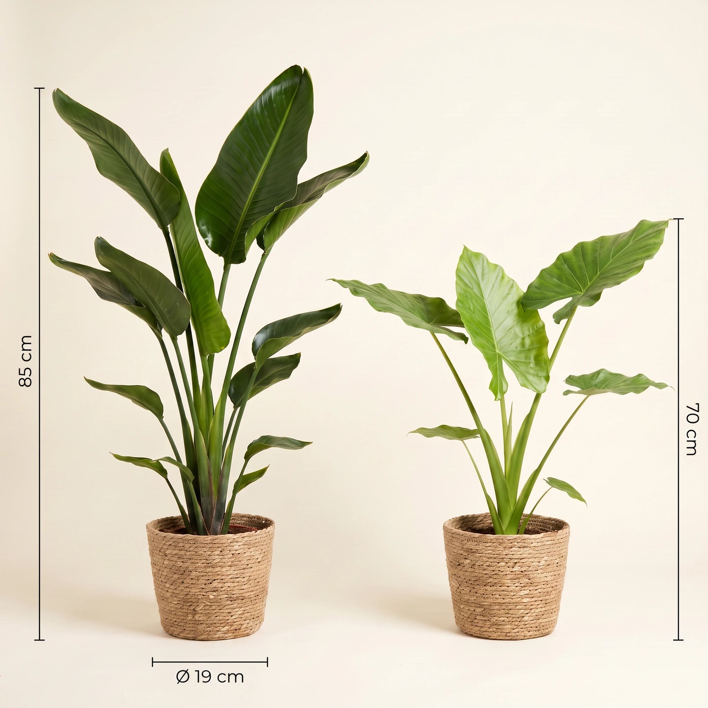 Maße des Sets: Strelitzia Nicolai 85 cm, Alocasia Macrorrhiza 70 cm, Topf-Durchmesser 19 cm