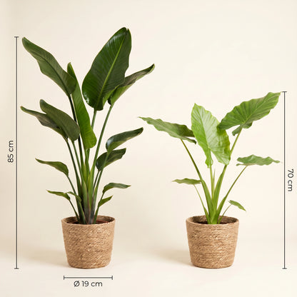 Maße des Sets: Strelitzia Nicolai 85 cm, Alocasia Macrorrhiza 70 cm, Topf-Durchmesser 19 cm