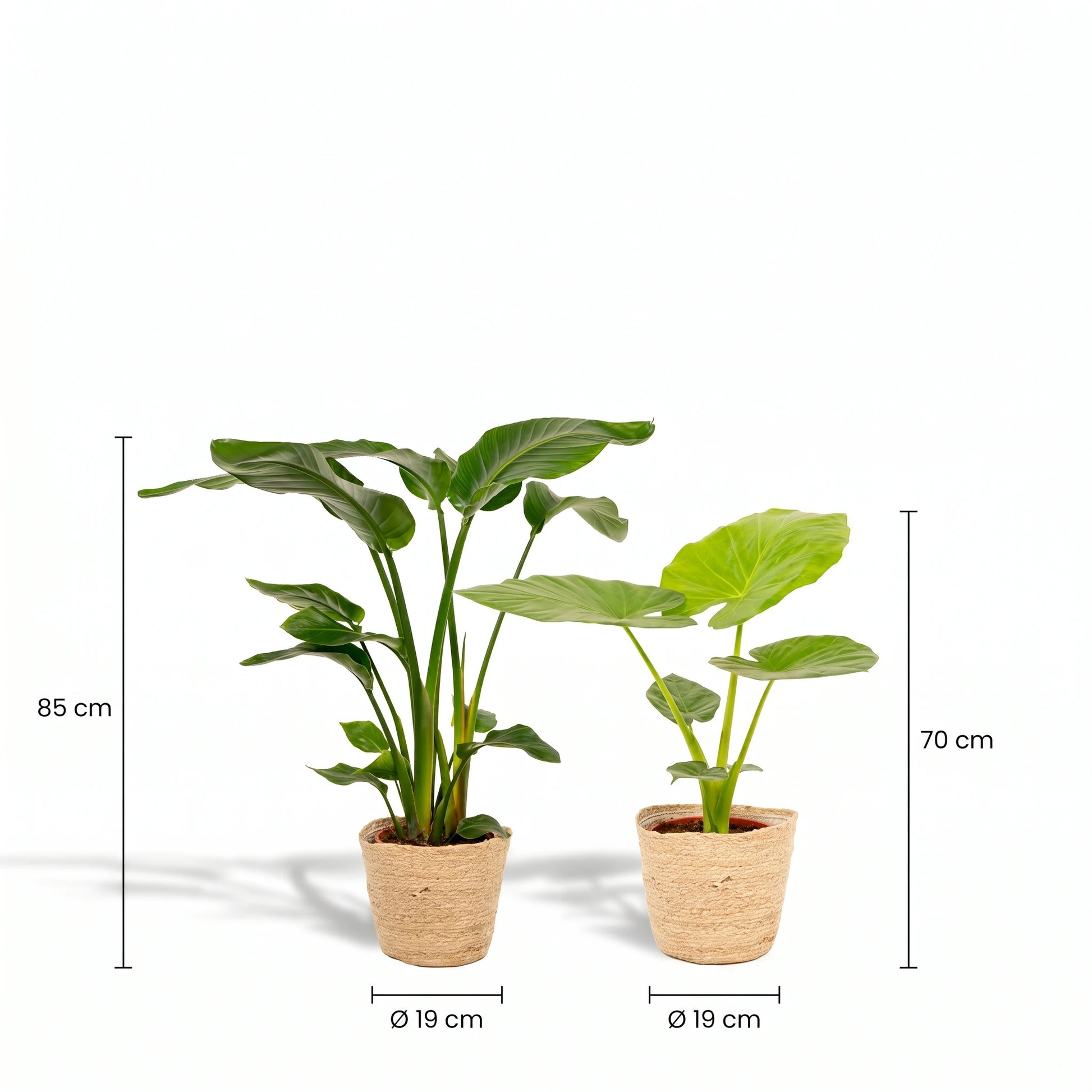 Maße des Sets: Strelitzia Nicolai 85 cm, Alocasia Macrorrhiza 70 cm, Topf-Durchmesser 19 cm