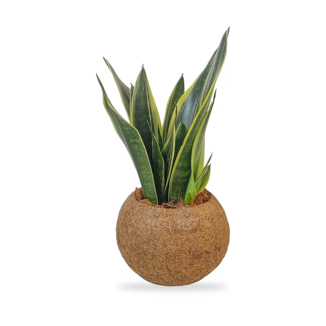Sansevieria Superba in der Kokodama-Kugel aus Kokosfaser, freigestellt auf Weiß