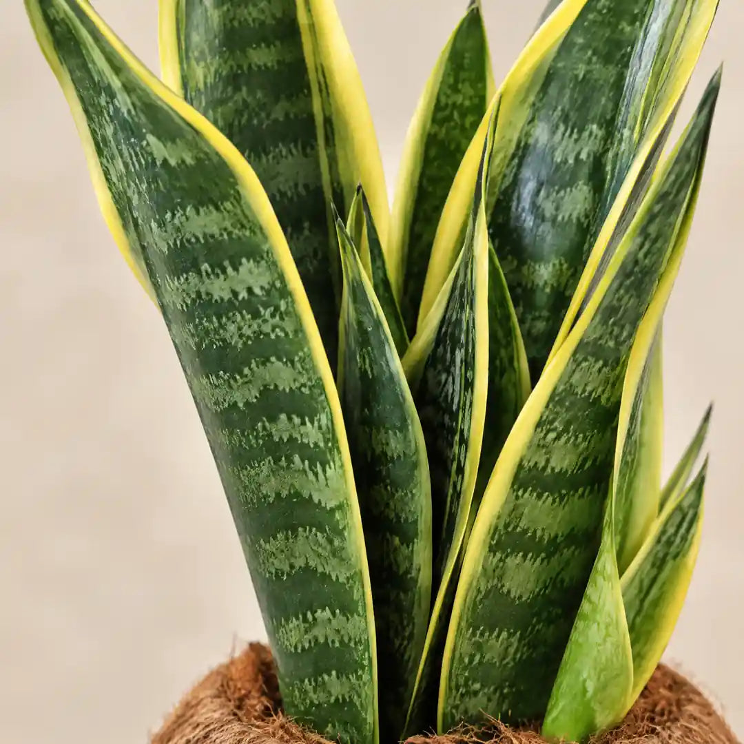 Nahaufnahme der Blätter der Sansevieria Superba mit graugrünen Querbändern und gelbem Rand